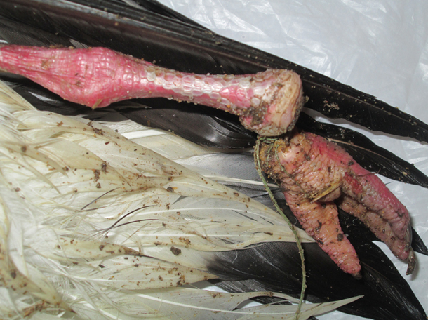 Anglers reminded of the dangers of discarded line